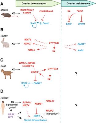 Becoming female: Ovarian differentiation from an evolutionary perspective